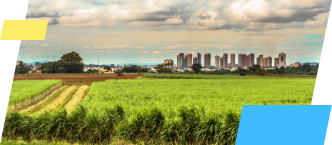 Foto de uma plantação verde em primeiro plano, com trilhas de colheita visíveis. Ao fundo, edifícios residenciais altos e o céu com nuvens carregadas.